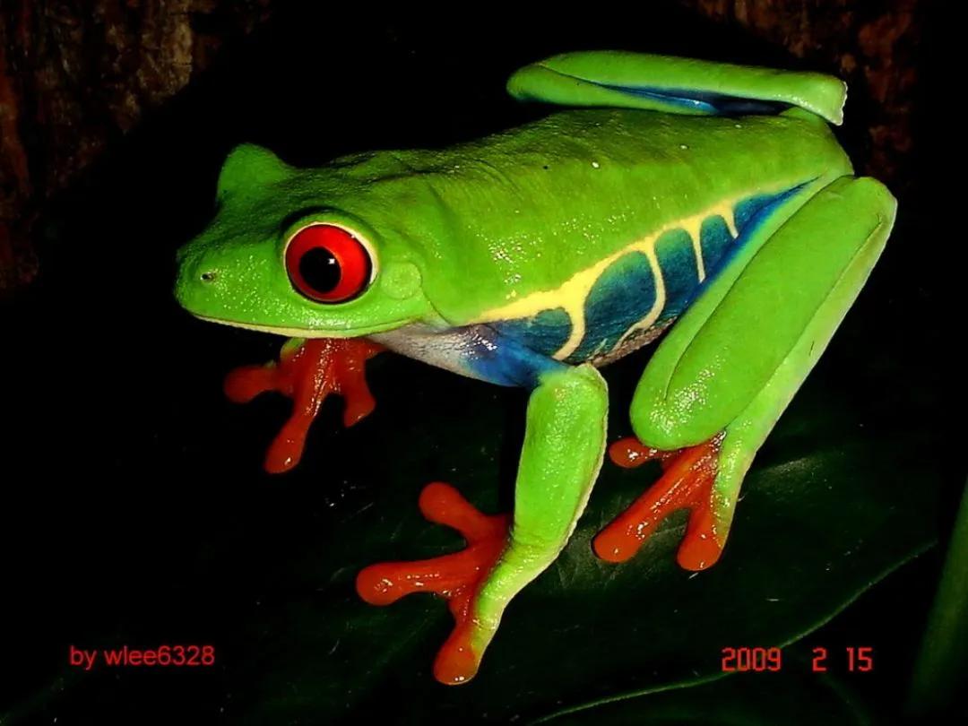 十大新晋新奇萌宠，您了解多少？