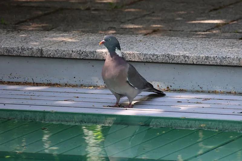 什么宠物对纯素食者最好,好养且可以食用的宠物有哪些