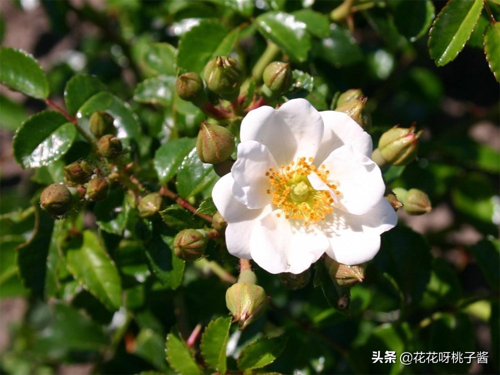 黄色月季哪个品种耐热耐晒抗病强,最耐热耐晒的切花藤本月季品种