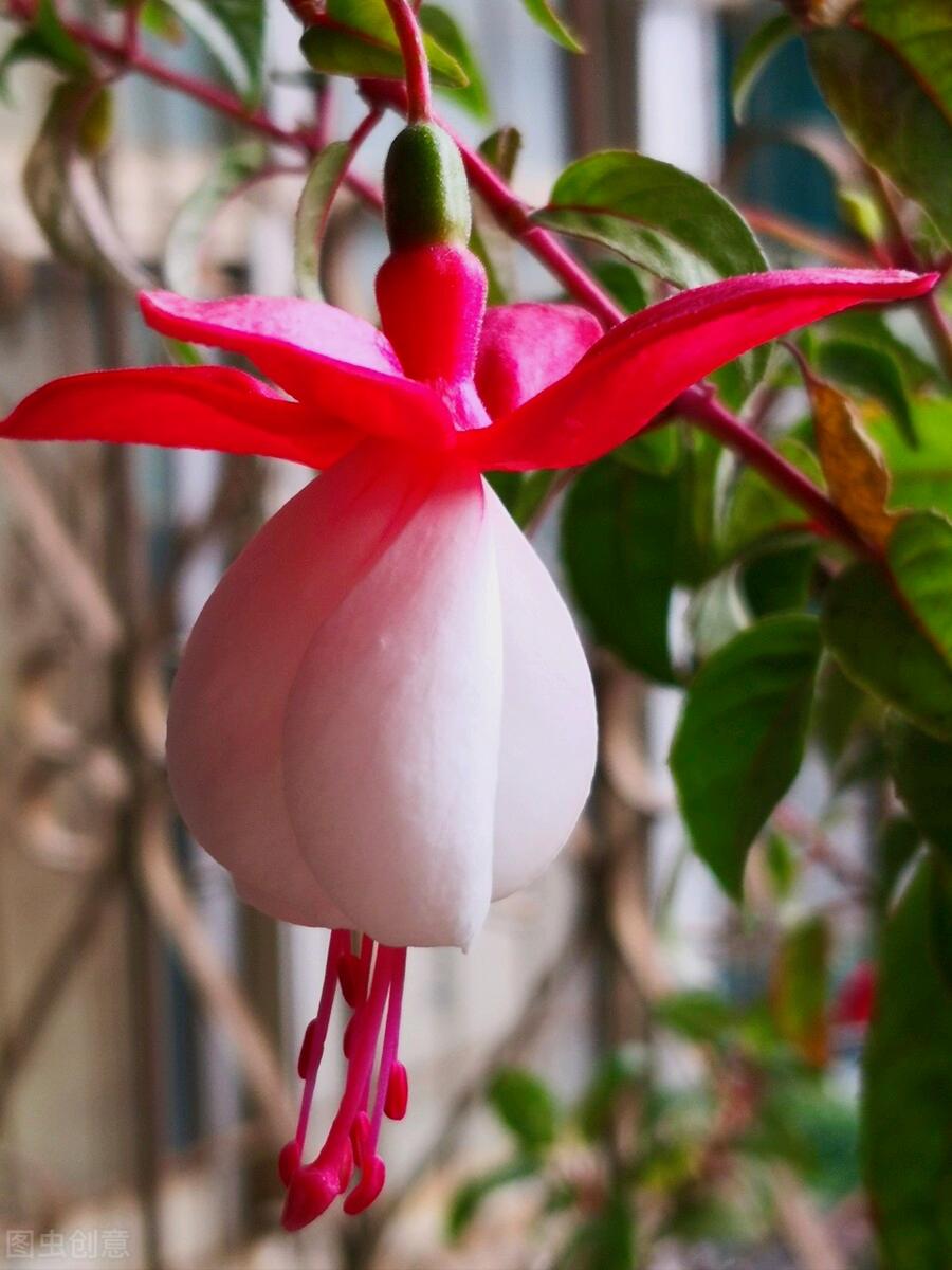 一花一深爱，花海美蓝天，花艳醉*光春**，花笑荡柔情，人间如仙境