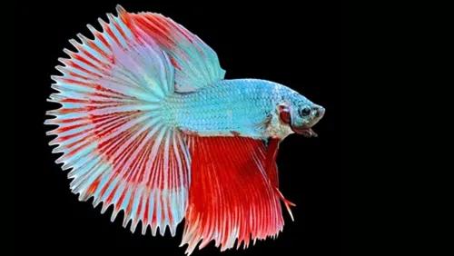 各种漂亮鱼的名称及图片,漂亮可爱的海水观赏鱼