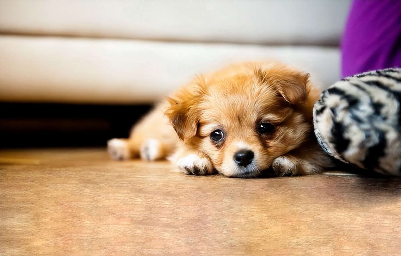 狗舍买到病狗不退,家里养的狗卖了有什么讲究