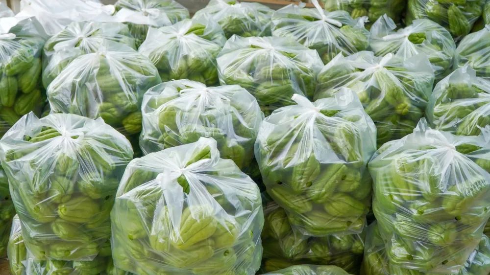 高产的佛手瓜,佛手瓜致富瓜图片