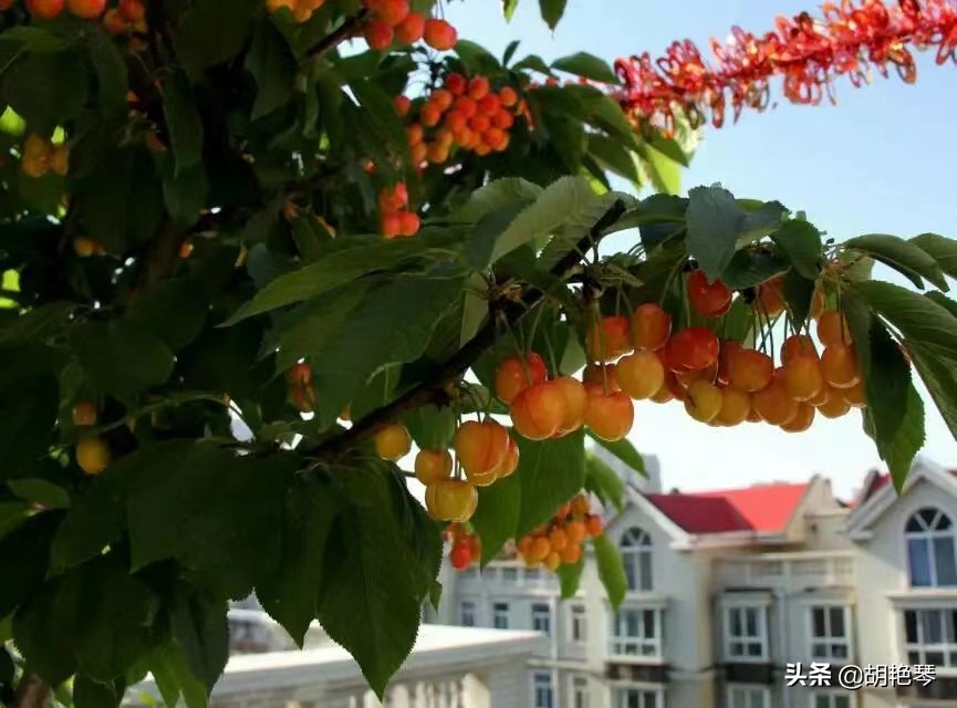 又是一年樱桃红，8首诗词，看红珠点点，忆似水流年