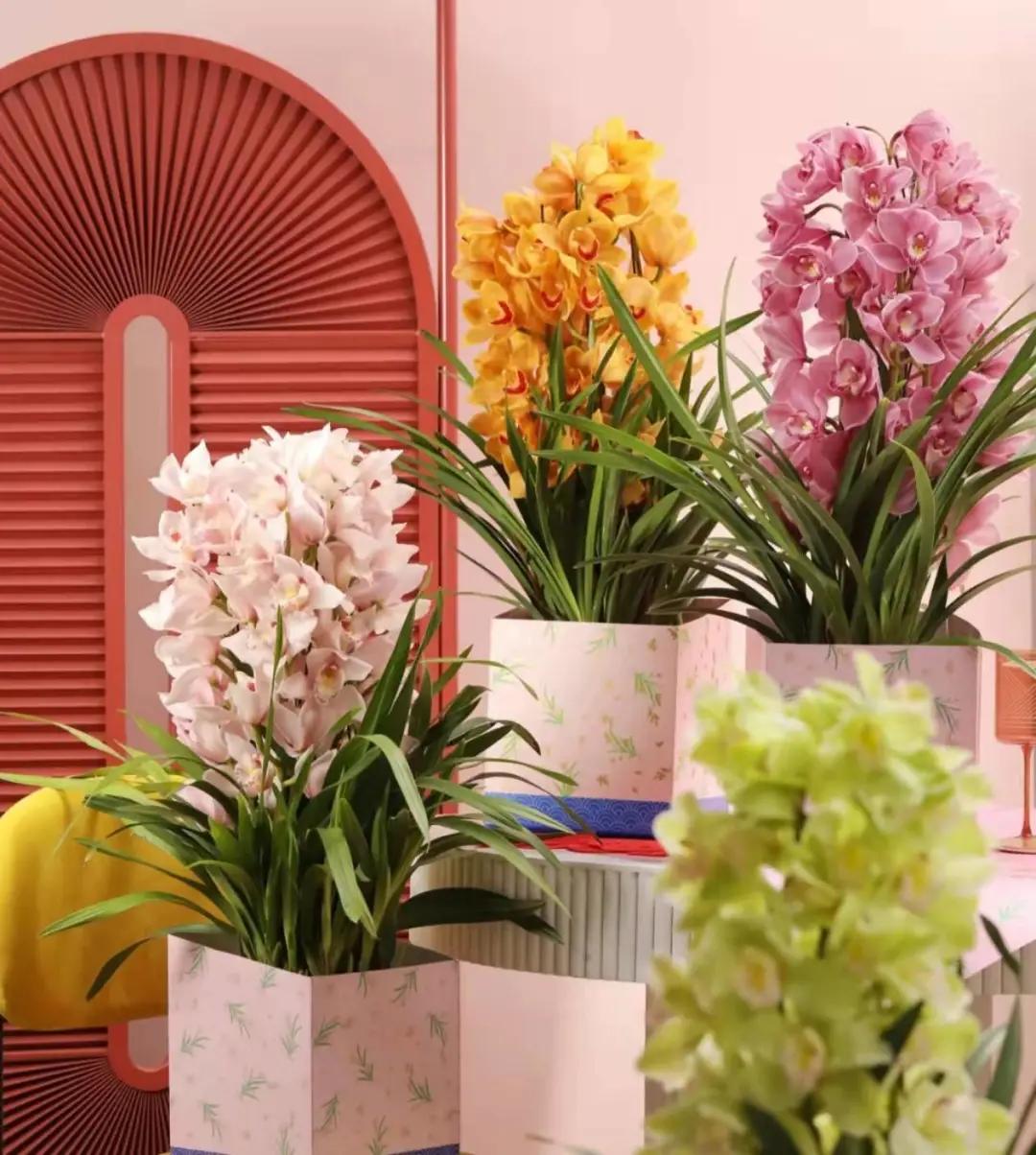 快来看看，兰花的世界真奇妙|壹木星球No.14