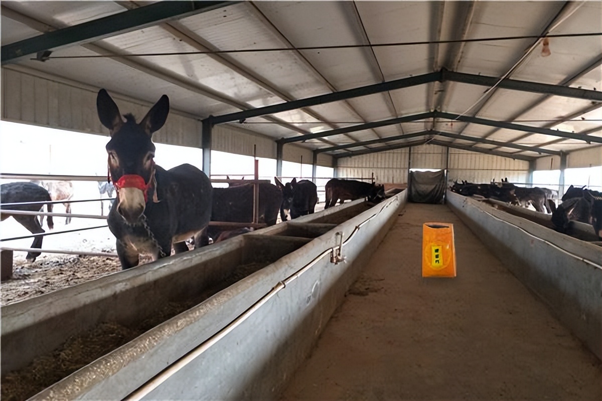 肉驴催肥,肉驴催肥饲料添加剂