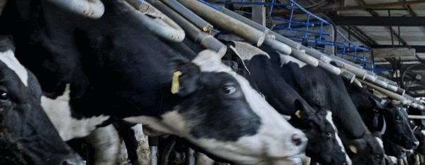 晨光牛奶100%纯牛奶质量怎么样,光明牛奶和晨光牛奶哪个比较好