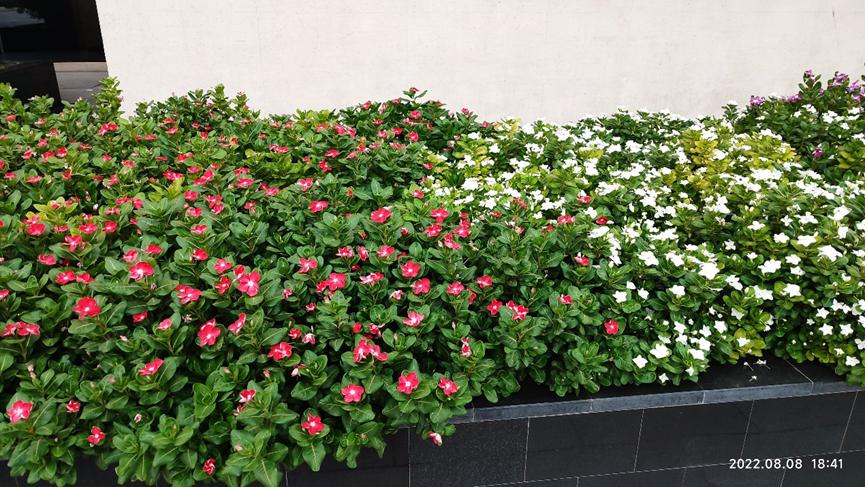 迪拜适合养什么植物,迪拜常见花草