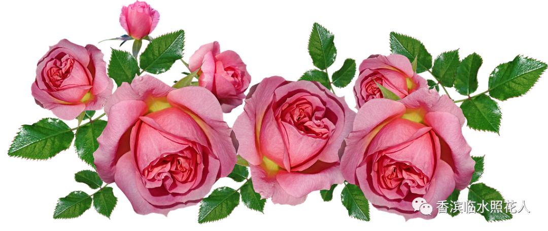 画习作思维导图1至8单元的,思维导图作文四年级怎么画