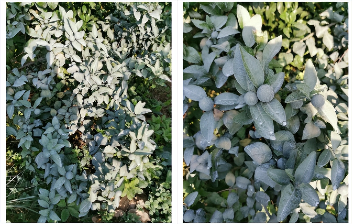 用防晒喷雾可以百分百防晒吗,用防晒喷雾做防晒霜