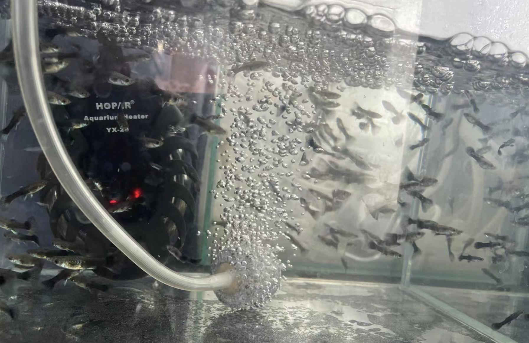 孔雀鱼的幼鱼饲养方法视频,如何饲养热带鱼孔雀鱼幼鱼