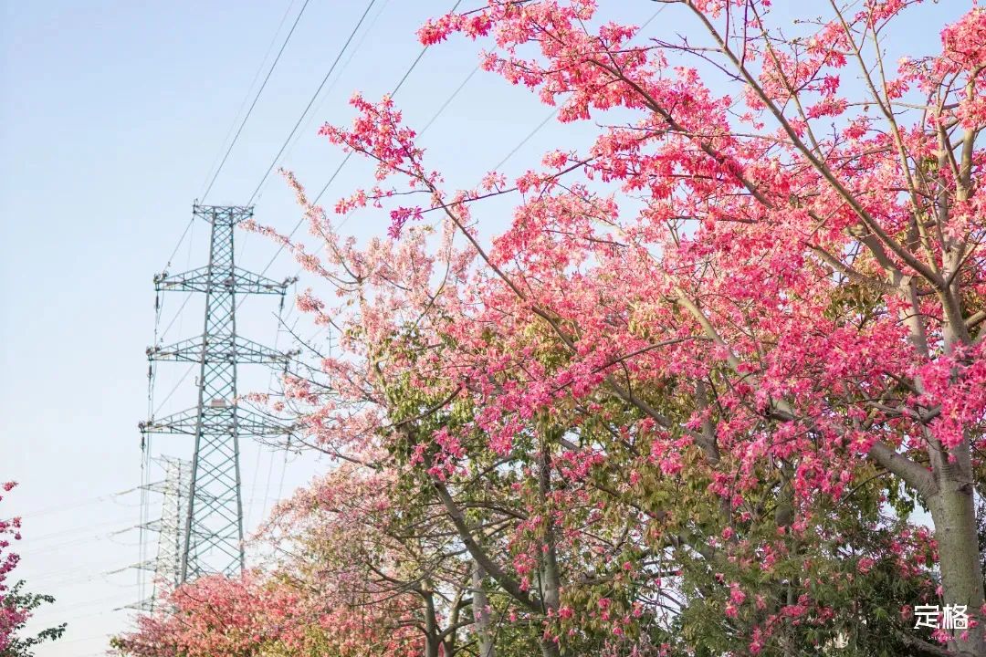 深圳3月14个赏花胜地全部免费,深圳清明节踏青赏花好去处