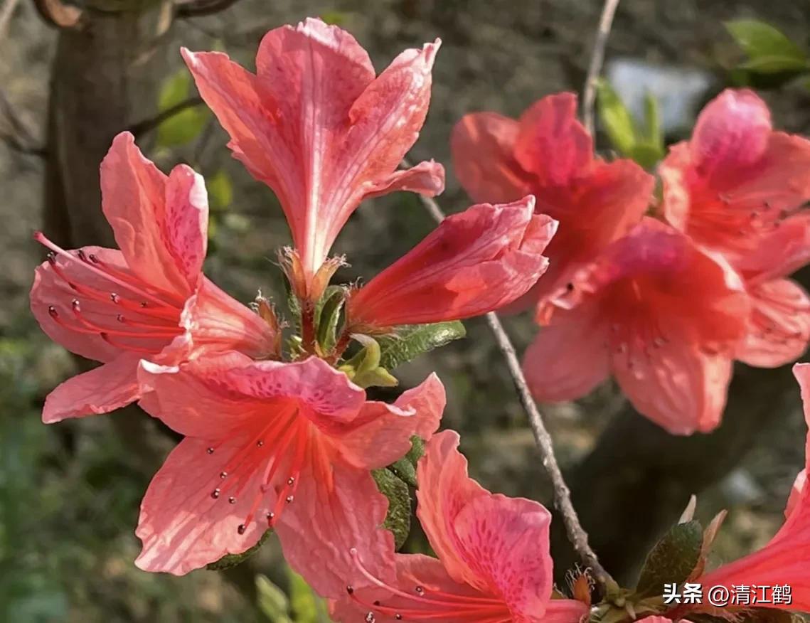 映山红扦插繁殖方法,映山红的扦插繁殖方法