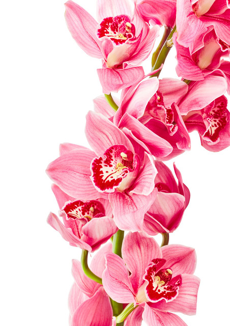 兰花美图奇花异草,兰花幽静之美图片