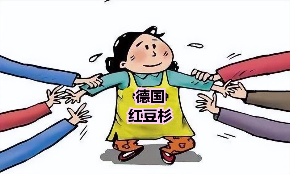 红豆杉暴跌,红豆杉滞销血本无归