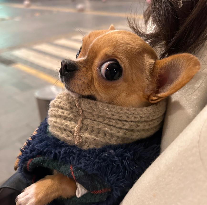 黑白相间的小型犬有什么品种,爱斯基摩犬小型犬品种大全