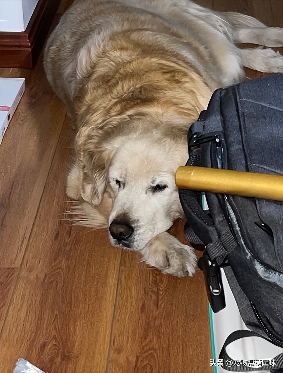 如果有一天，我的宠物不在了，怎么办？