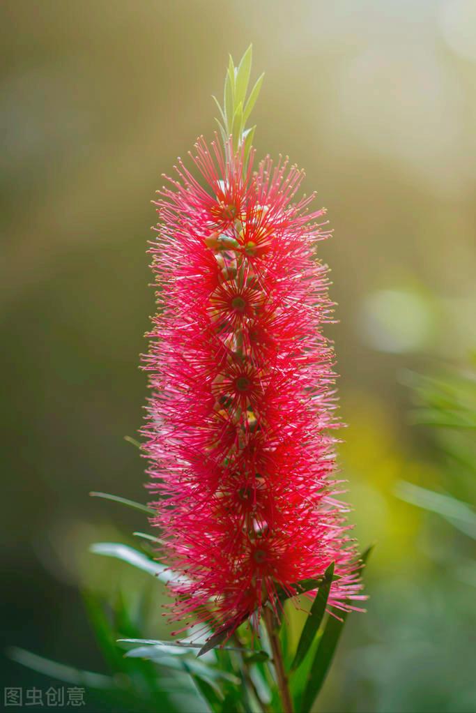 一花一深爱，花海美蓝天，花艳醉*光春**，花笑荡柔情，人间如仙境