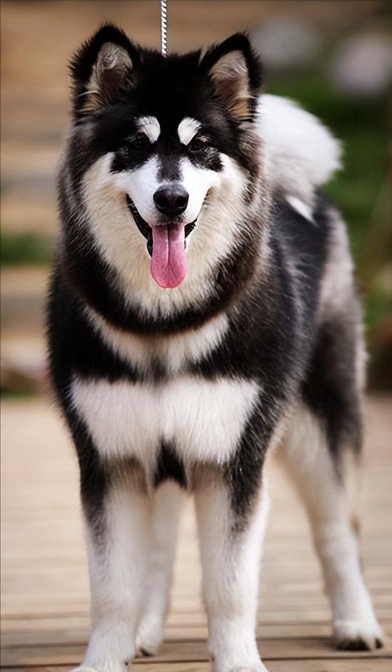 阿拉斯加为什么不推荐养,劝你别养柴犬