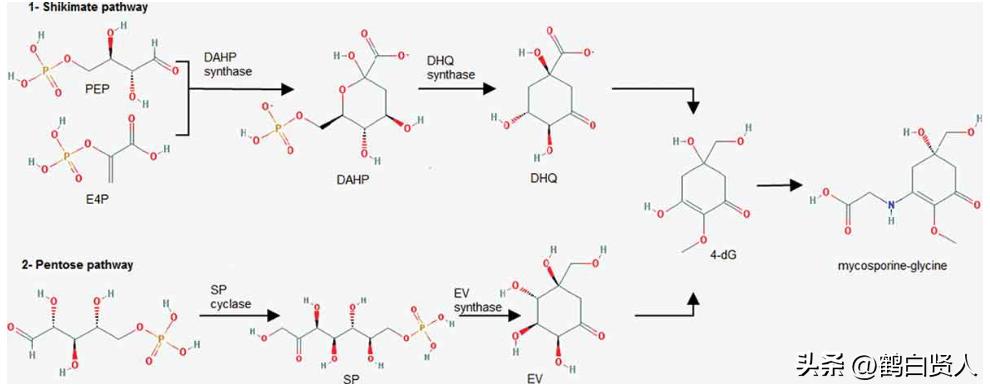 蓝藻的前世今生,蓝藻前世今生