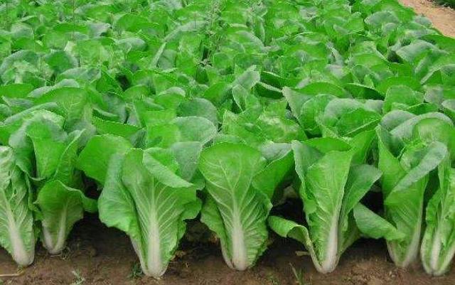 不建议吃的五种垃圾食品,这几种食物是垃圾食品建议少吃