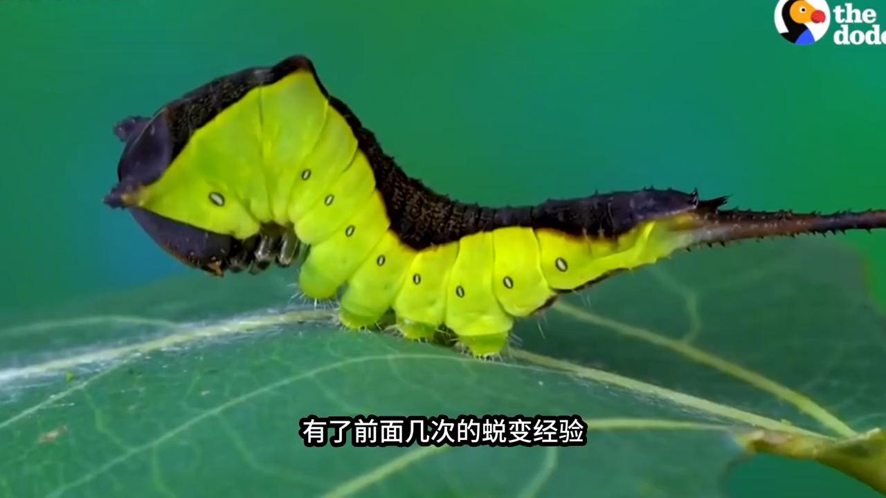 蛾的幼虫是什么样的,那些美丽的蛾类昆虫