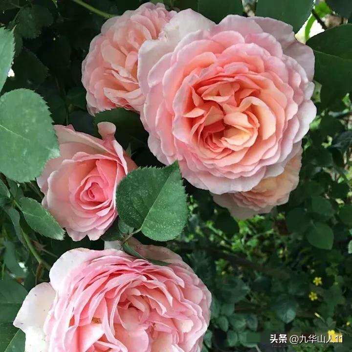 黄色系藤本月季哪个品种好,适合海南种的藤本月季品种