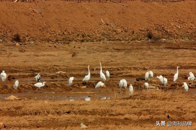 石川河畔生态美天蓝水碧白鹭飞
