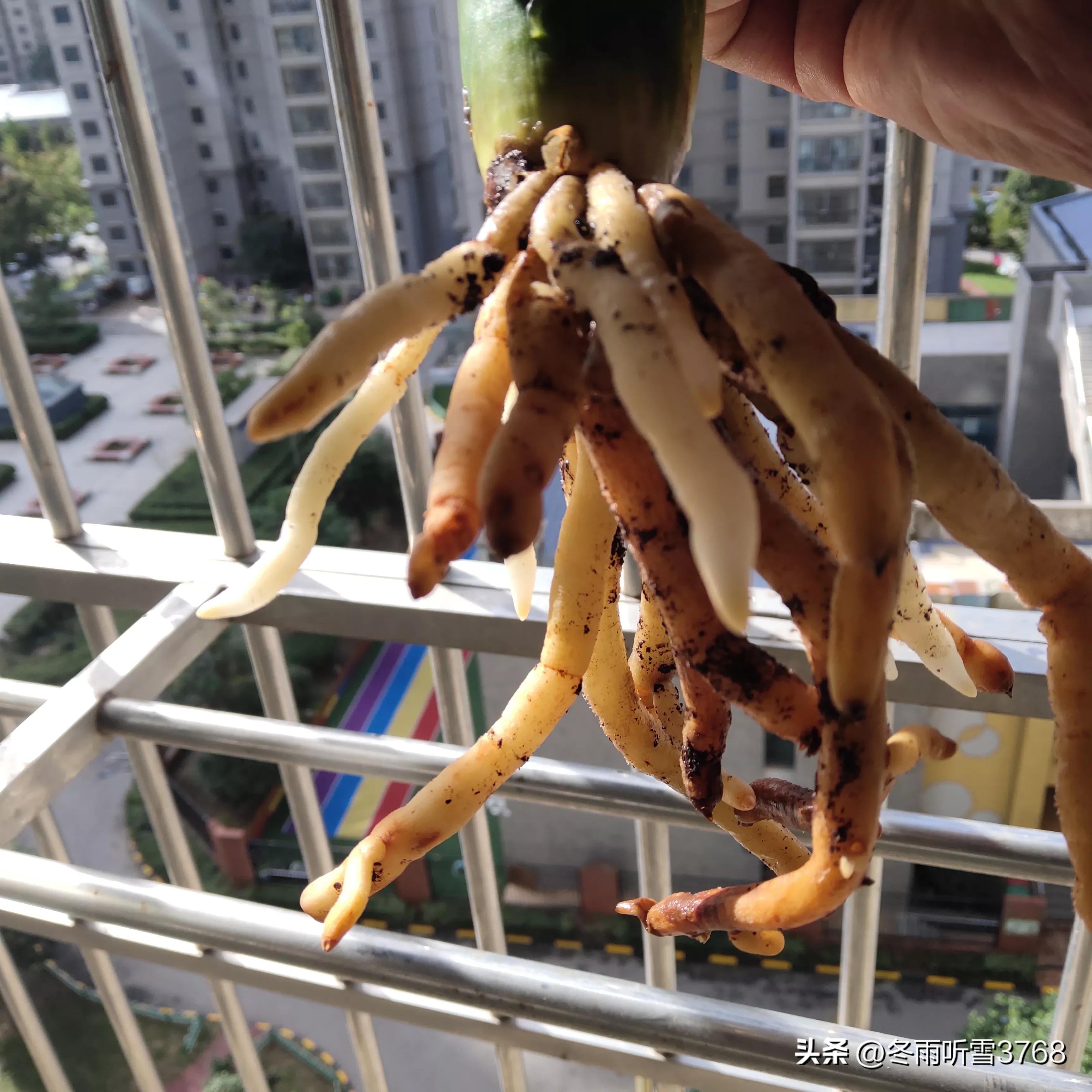 君子兰秋季换盆的最佳时间,现在是秋季君子兰换盆可以吗