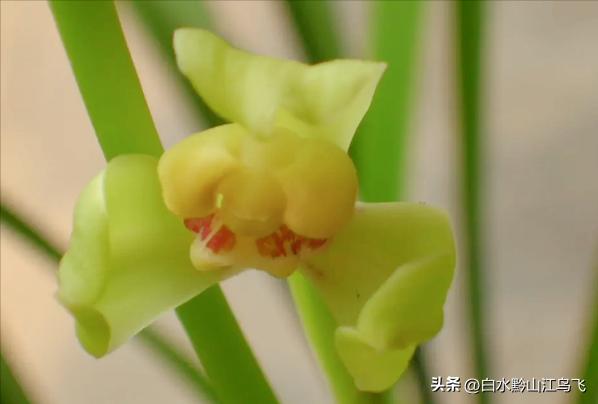 春剑和剑兰哪个品种比较贵一点,春剑和剑兰有哪些区别