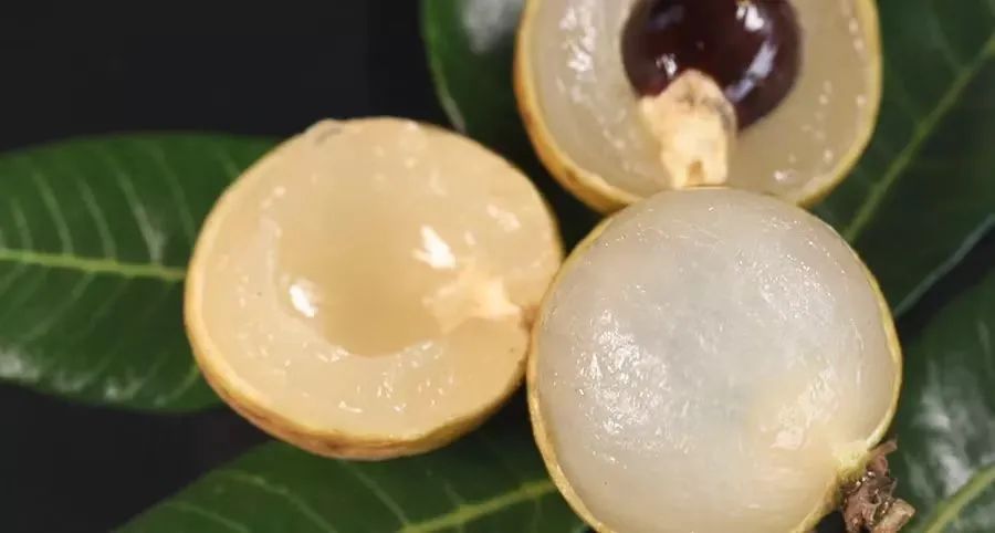 脆蜜金柑5年树,脆蜜金柑15年树龄