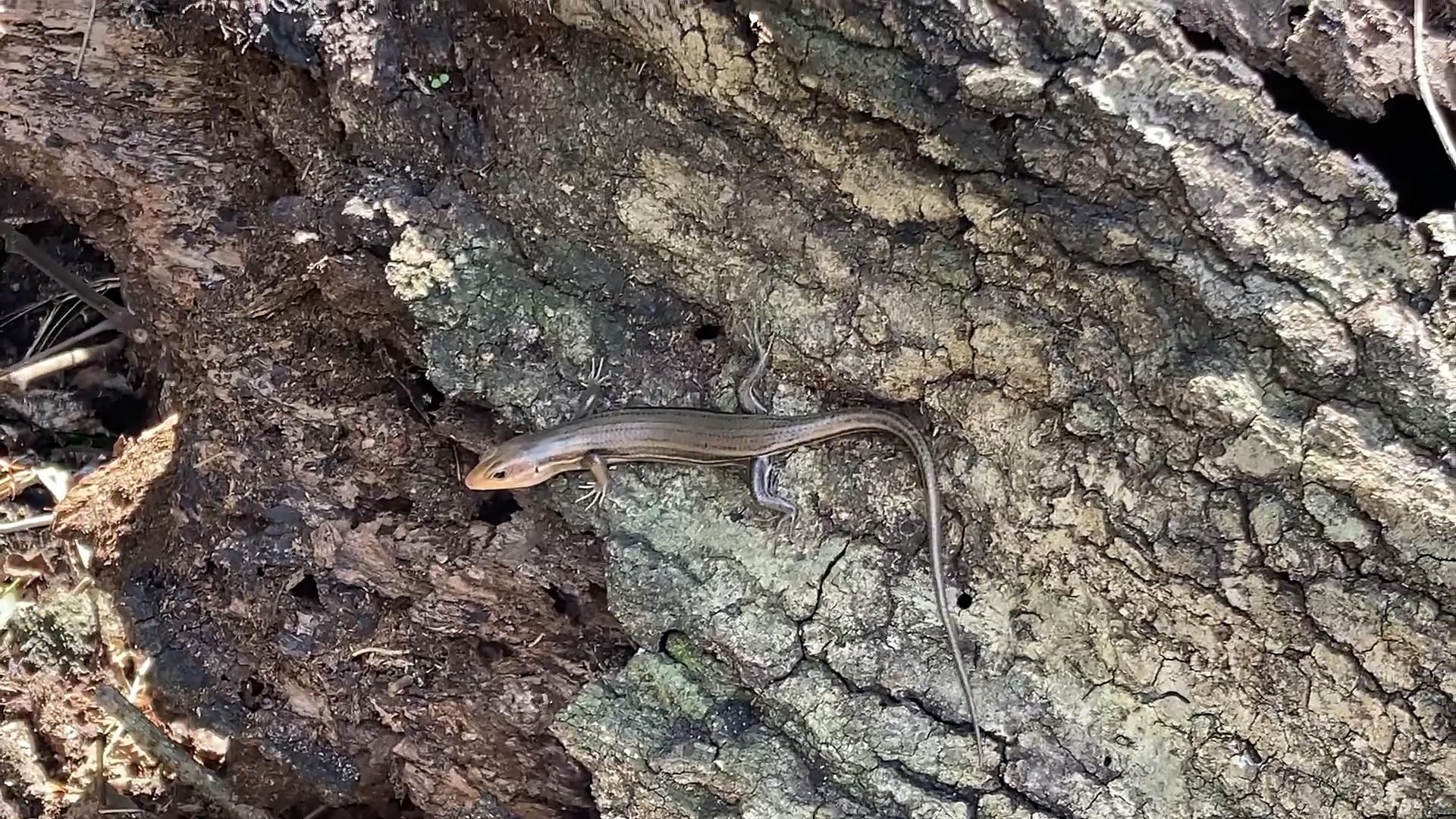 农村常见的蛇的克星,狗母蛇农村里有吗