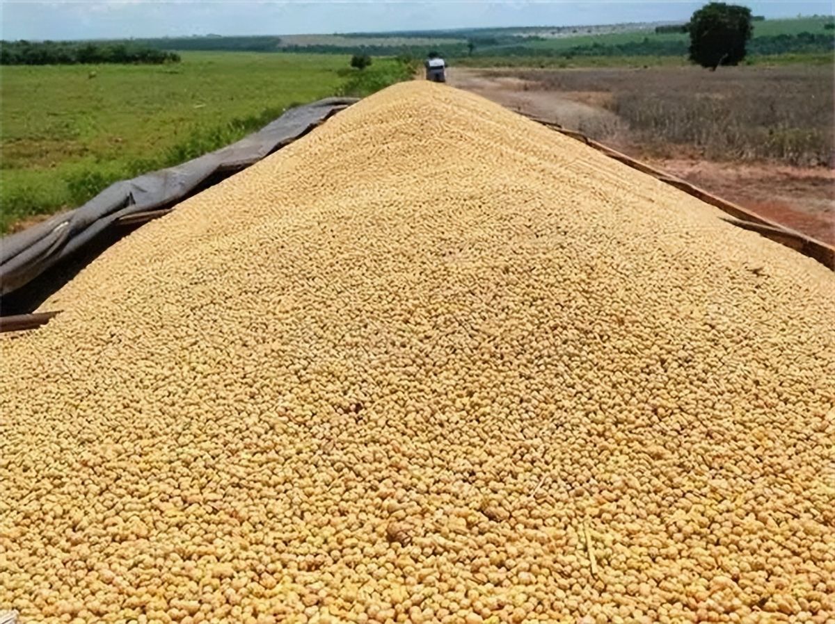 巴西对中国出口大豆问题,巴西大豆对中国出口新政策