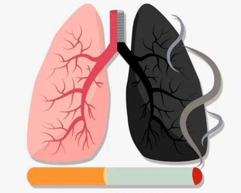 吸烟危害动物实验视频,吸烟对猫狗的危害