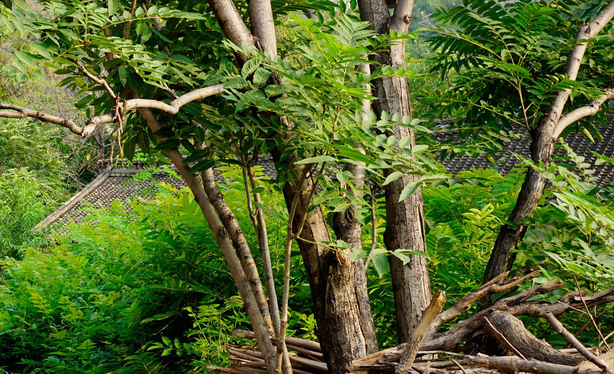 近几年农村出现六大怪现象,农村出现五大奇怪现象