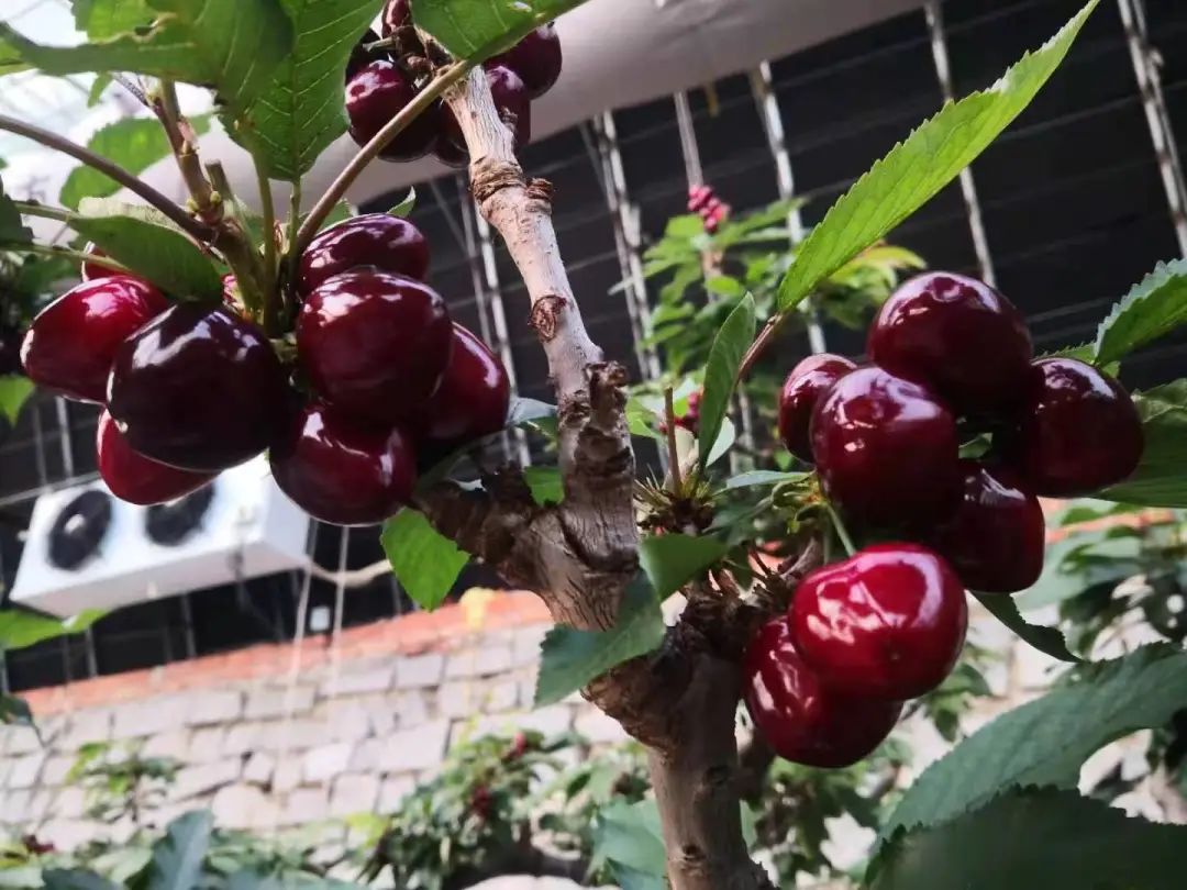 空调大樱桃,卖出“金子价”