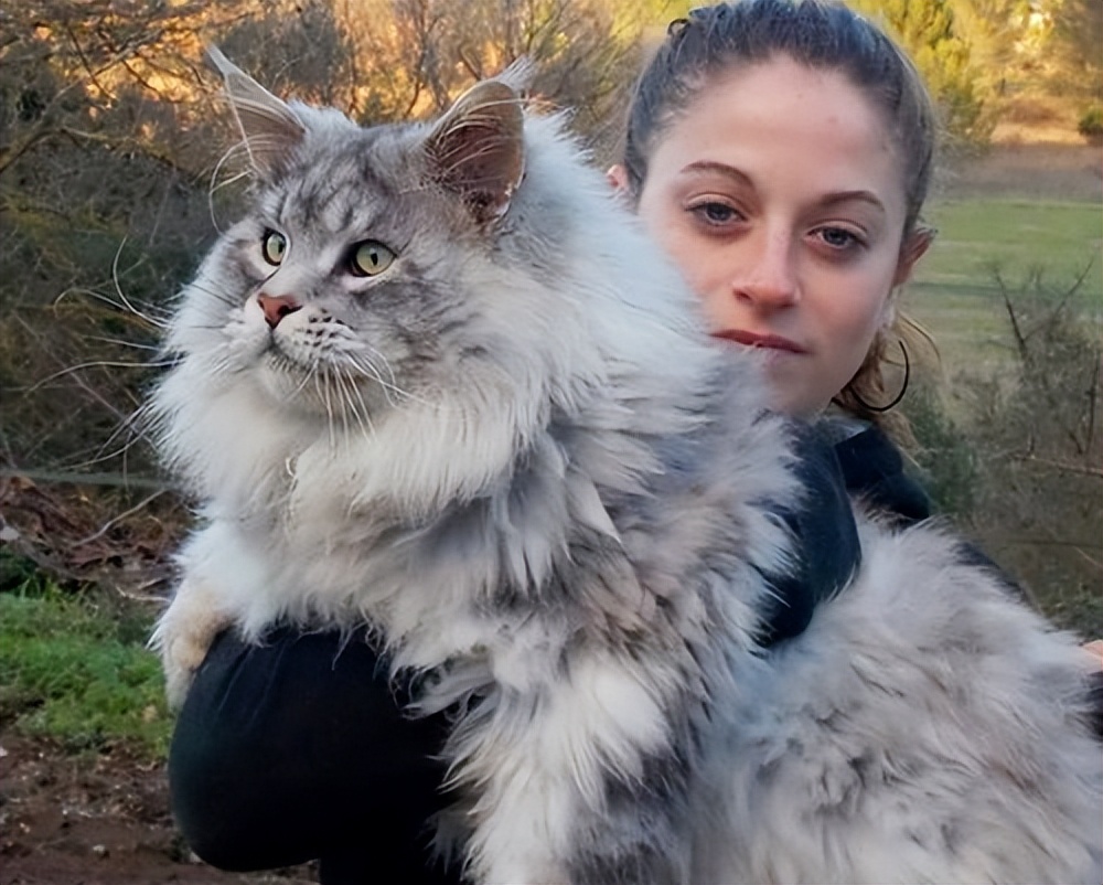 2022最热门猫咪品种,盘点热门猫