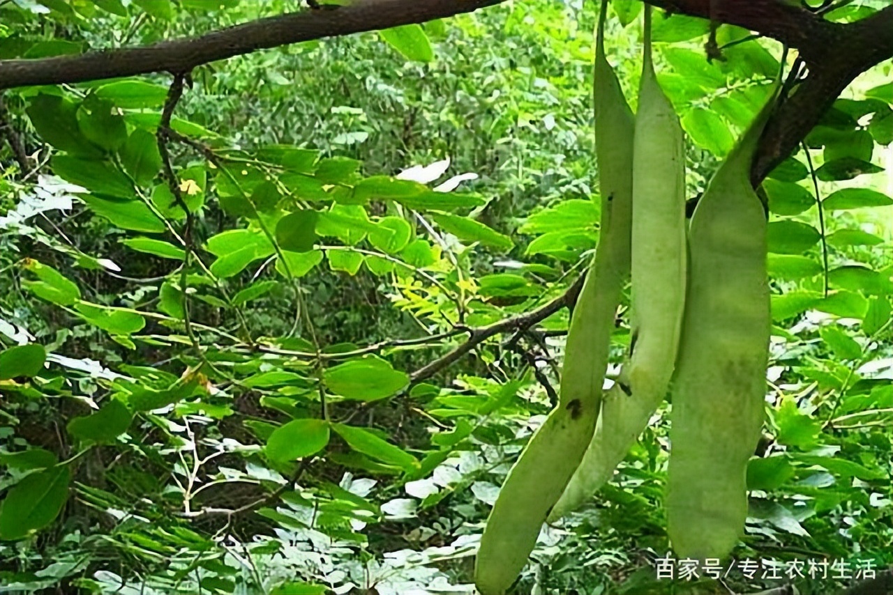 带你识别中草药,带你识别好茶