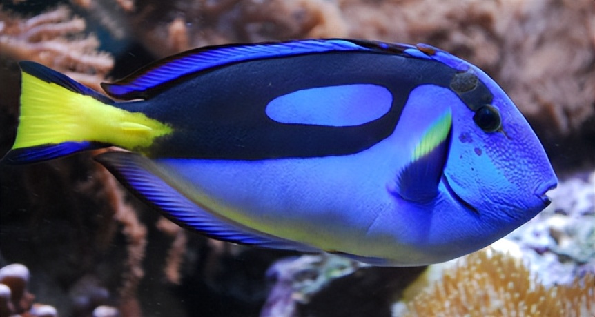 海缸入门,海缸入门背滤