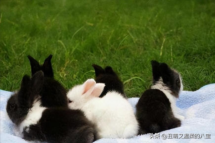 兔子打喷嚏精神不振,兔子打喷嚏的治疗方法