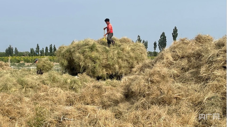 新疆小茴香套种玉米种植技术,玉米套种小茴香高效种植促增收