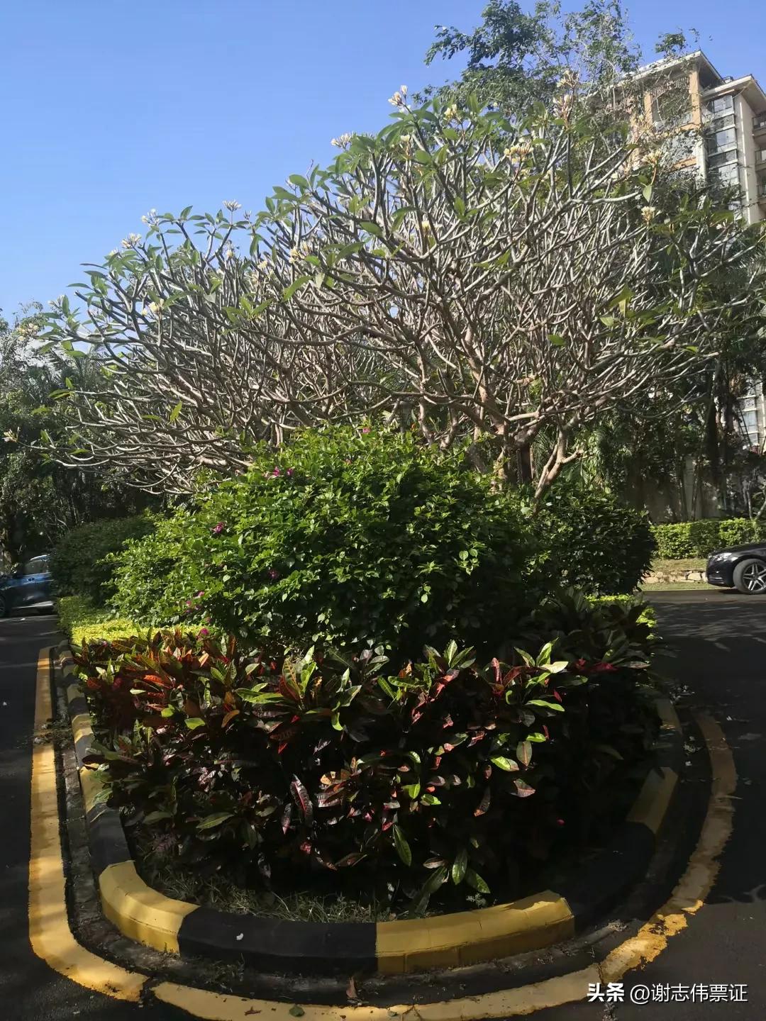 海南风情（050）彩色转盘新颖别致