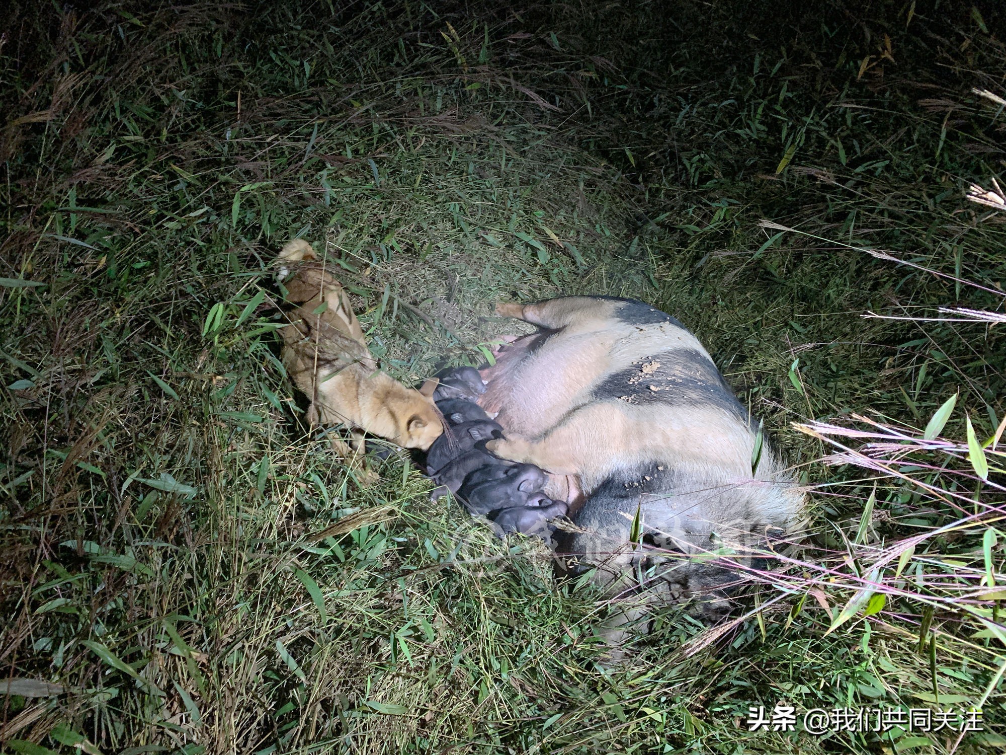 中华田园犬人工繁殖,中华田园犬遇到人类幼崽