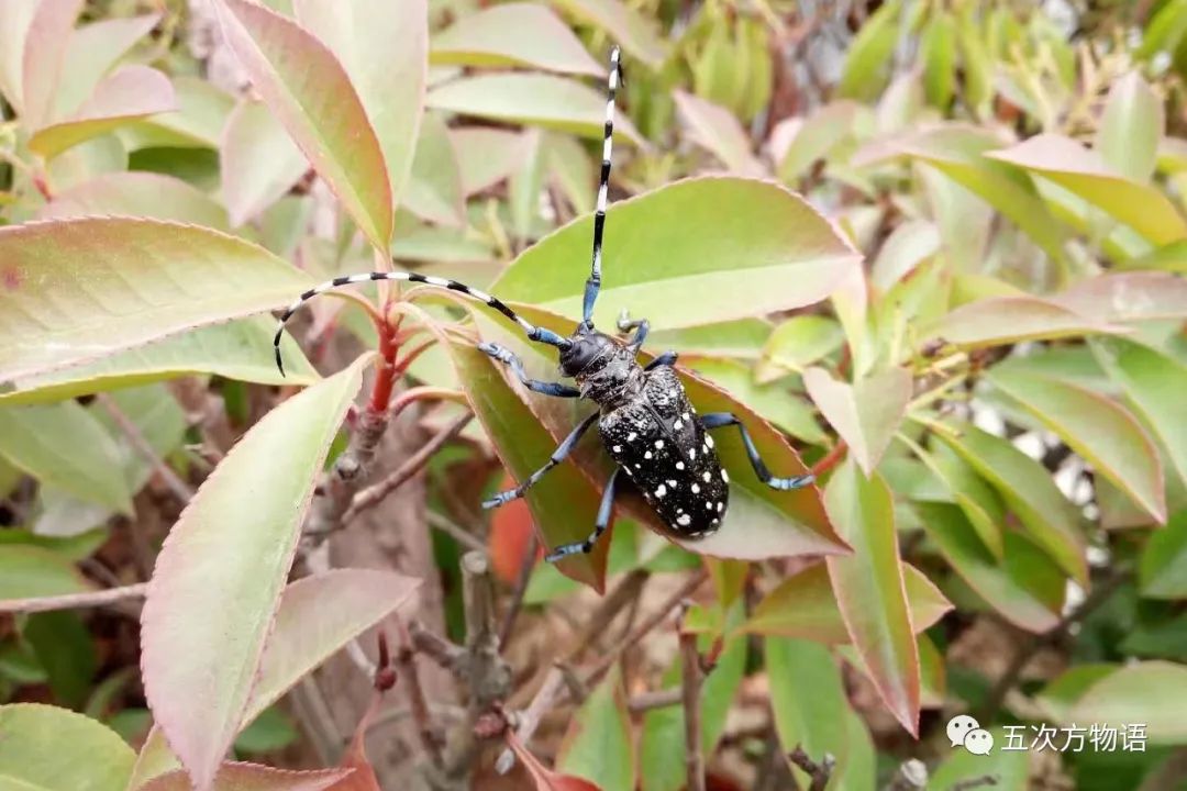 中国天牛图鉴,天牛全程图鉴