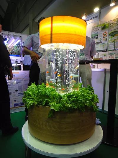 楼顶鱼菜共生,鱼菜共生权威解析