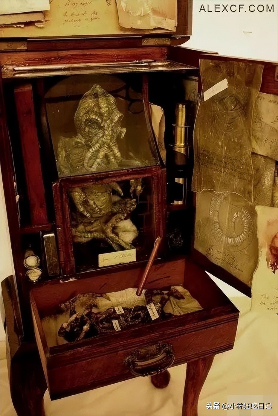 英国神秘生物博物馆,英国神秘生物