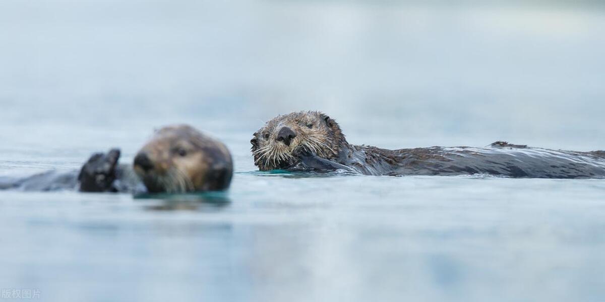 世界上最可爱的十种动物排行榜,世界上十种最可爱的动物
