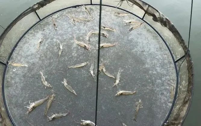 肝肠孢虫属于什么,肝肠孢虫的存活条件