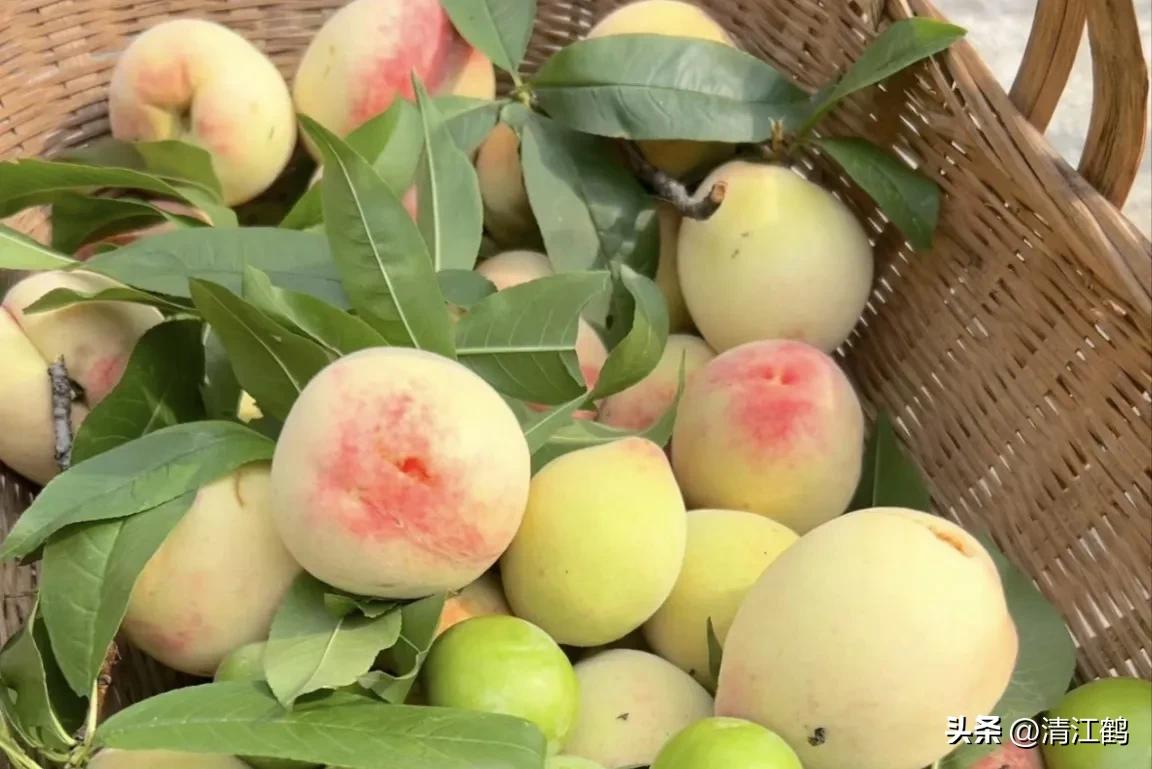 常用植物生长调节剂正确使用方法,植物调节剂喷后几个小时见效果