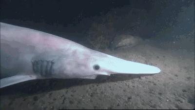 哥布林鲨有什么奇特性,哥布林鲨鱼真的存在吗